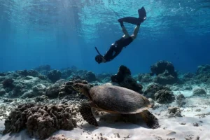 Il turismo può rallentare il declino dei coralli a Bali: studio su hotspot viaggi.