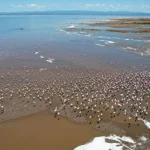 Specie di uccelli migratori sempre più a rischio, ma c’è ancora speranza: nuovo rapporto.