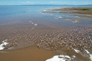 Specie di uccelli migratori sempre più a rischio, ma c’è ancora speranza: nuovo rapporto.