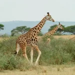 Giraffe in Sud Sudan: sorprendente diversità genetica nonostante la guerra