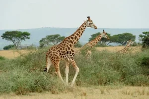 Giraffe in Sud Sudan: sorprendente diversità genetica nonostante la guerra