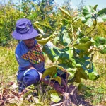 Scienziati clonano alberi di frutta selvatici dell’Africa meridionale mentre le foreste scompaiono. Titolo: “Clonazione alberi frutta selvatici Africa meridionale: proteggere biodiversità”