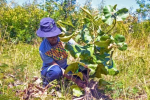 Scienziati clonano alberi di frutta selvatici dell’Africa meridionale mentre le foreste scompaiono. Titolo: “Clonazione alberi frutta selvatici Africa meridionale: proteggere biodiversità”