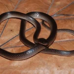 Nuovo serpente notturno della Nuova Guinea dedicato a Slash dei Guns N’ Roses: scoperta scientifica.