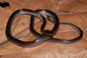 Nuovo serpente notturno della Nuova Guinea dedicato a Slash dei Guns N’ Roses: scoperta scientifica.