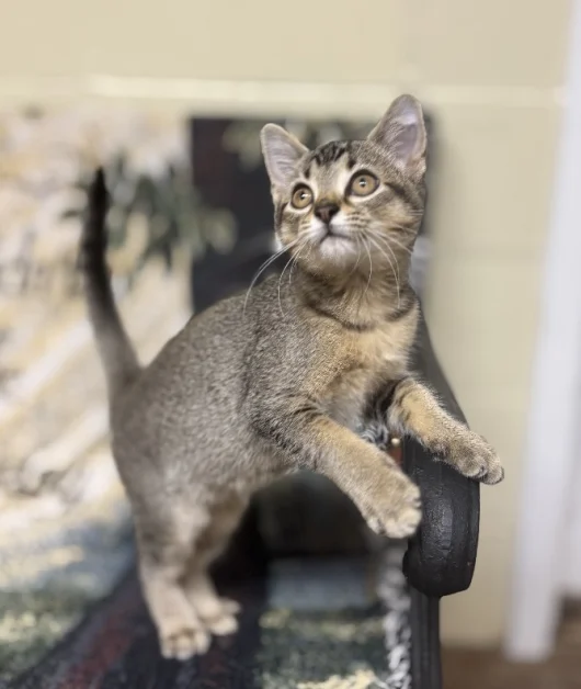 Scopri Olive, il tenero gatto tigrato in cerca di affetto e amicizia!