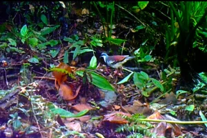 Ritrovato piccione filippino dopo 20 anni, ma la sua foresta scompare. 
Titolo: Piccione filippino ritrovato dopo 20 anni: la sua foresta è in pericolo.