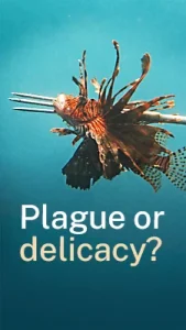Perché uccidono questo splendido pesce? Un mistero svelato sulla caccia indiscriminata.