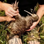 Kiwi ritornati a Wellington grazie agli sforzi della comunità dopo un secolo: un successo eccezionale.