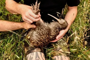 Kiwi ritornati a Wellington grazie agli sforzi della comunità dopo un secolo: un successo eccezionale.