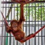 Cinque oranghi trovati in India: lungo percorso per tornare in Indonesia.