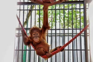 Cinque oranghi trovati in India: lungo percorso per tornare in Indonesia.
