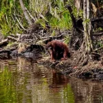 Emergenza incendi in Indonesia: oranghi di Borneo fuggono dalla foresta in fiamme.