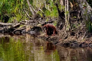 Emergenza incendi in Indonesia: oranghi di Borneo fuggono dalla foresta in fiamme.