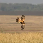 Intervista ad Alex Ngari di BirdLife Africa: gli uccelli non conoscono confini. Meglio per Google Discover?