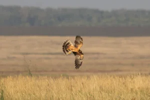 Intervista ad Alex Ngari di BirdLife Africa: gli uccelli non conoscono confini. Meglio per Google Discover?