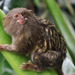 Conoscenza indigena e tecnologia per cercare una piccola scimmia amazzonica: fusioni culturali.