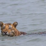 Analisi rischio parassiti su tigri del Bengala in Asia Meridionale: impatto e protezione delle specie.