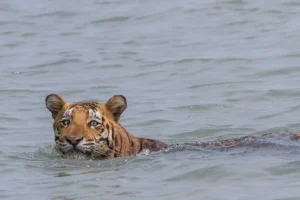 Analisi rischio parassiti su tigri del Bengala in Asia Meridionale: impatto e protezione delle specie.