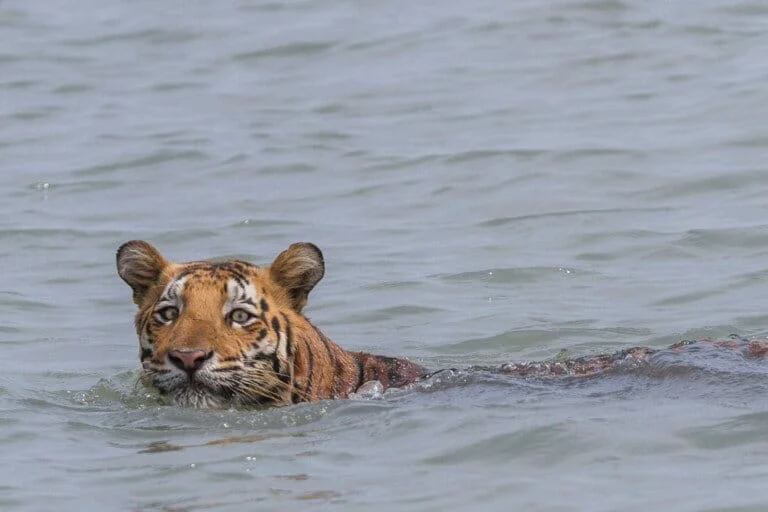 Analisi rischio parassiti su tigri del Bengala in Asia Meridionale: impatto e protezione delle specie.