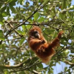Minacce per gli orangutan di Tapanuli: miniere, frane e incendi senza piano di ripristino.