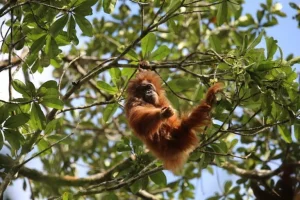 Minacce per gli orangutan di Tapanuli: miniere, frane e incendi senza piano di ripristino.