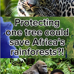 Salva l’albero, proteggi le foreste pluviali africane: lotta contro la deforestazione.