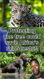 Salva l’albero, proteggi le foreste pluviali africane: lotta contro la deforestazione.