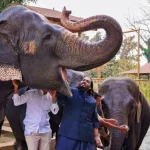 Organizzazioni chiedono a Vantara di fermare definitivamente importazioni animali selvatici.
