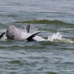 I delfini Irrawaddy del Mekong trovano speranza in un fiume in crisi: una luce di prudente ottimismo
