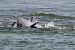 I delfini Irrawaddy del Mekong trovano speranza in un fiume in crisi: una luce di prudente ottimismo
