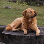 Bhutan riconosciuto per eliminare la rabbia trasmessa dai cani in anticipo alla Giornata Mondiale della Rabbia.
