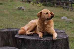 Bhutan riconosciuto per eliminare la rabbia trasmessa dai cani in anticipo alla Giornata Mondiale della Rabbia.