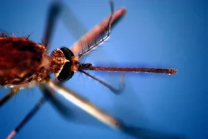 Da inizio anno 657 casi di West Nile, 294 di Dengue e 28 di Chikungunya: il report aggiornato dell’ISS