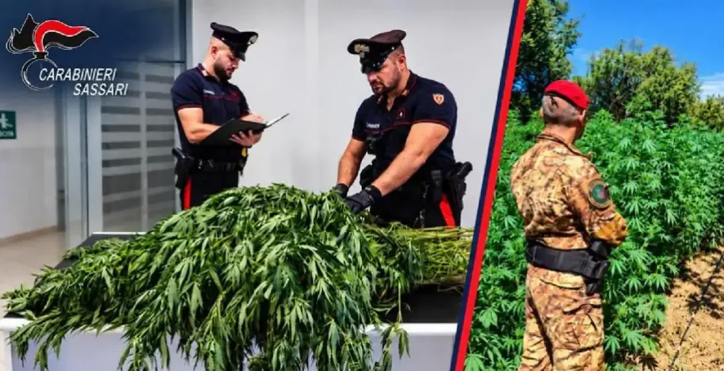 Operazione antidroga a Sassari, sequestrate oltre 11.500 piante di cannabis: un arresto