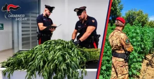 Operazione antidroga a Sassari, sequestrate oltre 11.500 piante di cannabis: un arresto