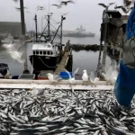 Esperti avvertono: allentare restrizioni sulla pesca negli USA potrebbe danneggiare ecosistemi vitali.