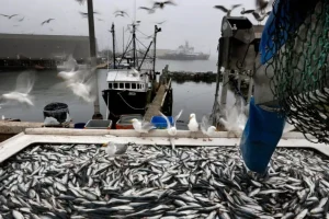 Esperti avvertono: allentare restrizioni sulla pesca negli USA potrebbe danneggiare ecosistemi vitali.