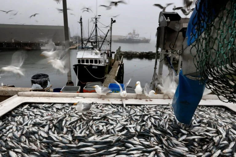 Esperti avvertono: allentare restrizioni sulla pesca negli USA potrebbe danneggiare ecosistemi vitali.