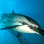 Giornata Mondiale dei Delfini: segnalazione comportamenti strani, minacce e maggiori protezioni – Titolo: “Proteggere i Delfini”