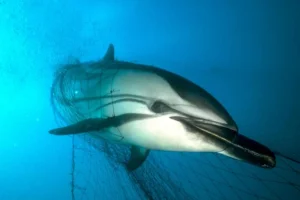 Giornata Mondiale dei Delfini: segnalazione comportamenti strani, minacce e maggiori protezioni – Titolo: “Proteggere i Delfini”
