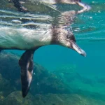 Global ocean record di calore in 100 giorni con El Niño, nuova minaccia.