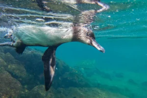 Global ocean record di calore in 100 giorni con El Niño, nuova minaccia.