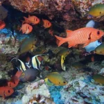 I rifugi di corallo globali si rigenerano più lentamente con il riscaldamento degli oceani, rivela studio