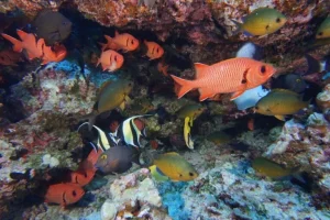 I rifugi di corallo globali si rigenerano più lentamente con il riscaldamento degli oceani, rivela studio