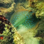 Il progetto di Singapore per unire diverse isole rischia di distruggere barriere coralline.