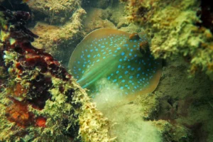 Il progetto di Singapore per unire diverse isole rischia di distruggere barriere coralline.