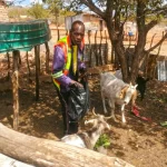 Agricoltori in Limpopo, Sudafrica: pioggia imprevedibile e futuro incerto.