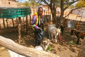 Agricoltori in Limpopo, Sudafrica: pioggia imprevedibile e futuro incerto.