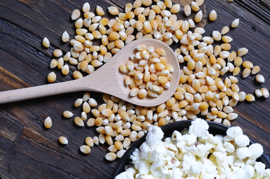 Presenza di alcaloidi tropanici nel mais per popcorn: scoperta di Probios